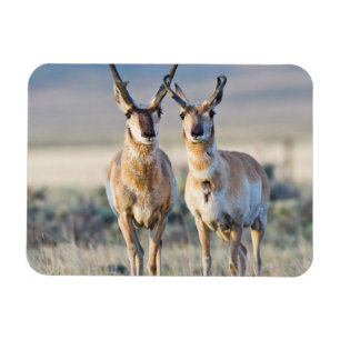 Magnet Flexible Wyoming, comté de Sublette, mâles Pronghorn