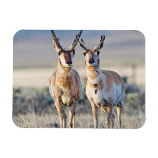 Magnet Flexible Wyoming, comté de Sublette, mâles Pronghorn (Horizontal)