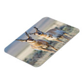 Magnet Flexible Wyoming, comté de Sublette, mâles Pronghorn (Côté Gauche)