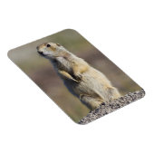 Magnet Flexible Wyoming, comté de Sublette, Prairie à queue blanch (Côté Droit)