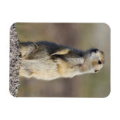 Magnet Flexible Wyoming, comté de Sublette, Prairie à queue blanch (Horizontal)