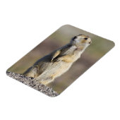 Magnet Flexible Wyoming, comté de Sublette, Prairie à queue blanch (Côté Gauche)