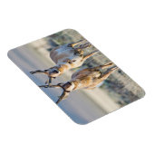 Magnet Flexible Wyoming, Comté de Sublette, Pronghorn (Côté Droit)
