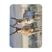 Magnet Flexible Wyoming, Comté de Sublette, Pronghorn (Vertical)