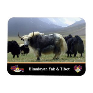 Magnet Flexible Yaks, Nomads of Himalayas - Tibet / Ladakh Yak