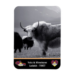 Magnet Flexible Yaks - The Himalayas - Tibet / Ladakh Trekking