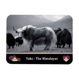 Magnet Flexible Yaks - The Himalayas & Tibet / Ladakh Trekking yak