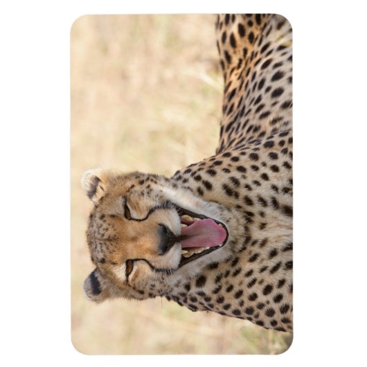 Magnet Flexible Yawning Cheetah (Vertical)