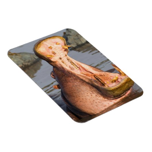 Magnet Flexible Yawning hippo, Tanzanie (Côté Droit)