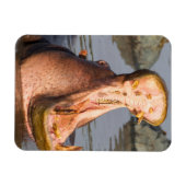 Magnet Flexible Yawning hippo, Tanzanie (Horizontal)