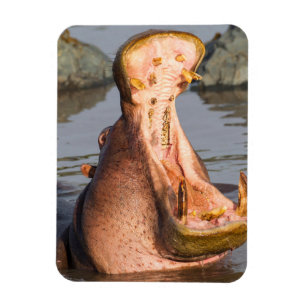Magnet Flexible Yawning hippo, Tanzanie