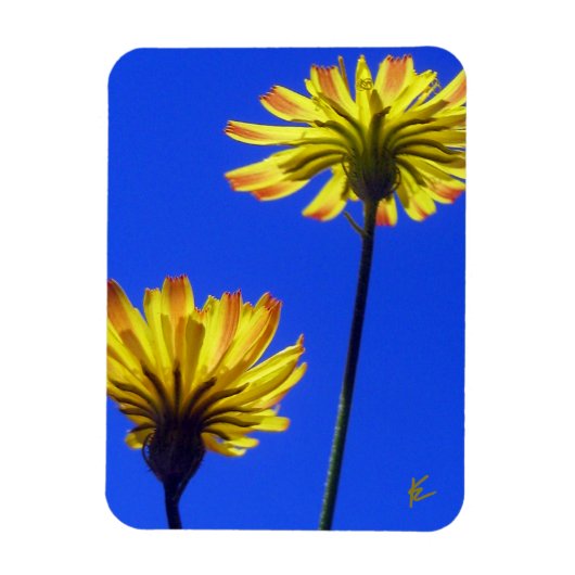 Magnet Flexible Yellow Dandelions Against Blue Sky Playful Nature (Vertical)