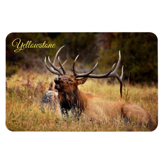 Magnet Flexible Yellowstone Magnet-Elk (Horizontal)