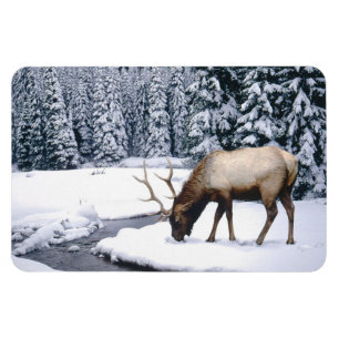 Magnet Flexible Yellowstone Magnet-Elk