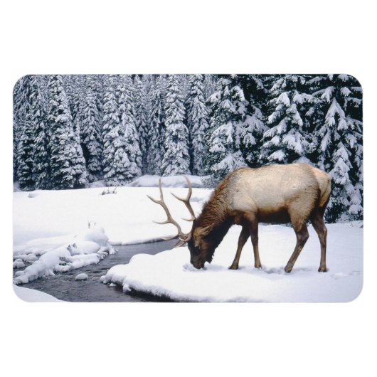 Magnet Flexible Yellowstone Magnet-Elk (Horizontal)