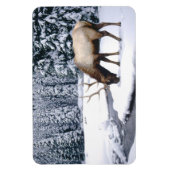 Magnet Flexible Yellowstone Magnet-Elk (Vertical)