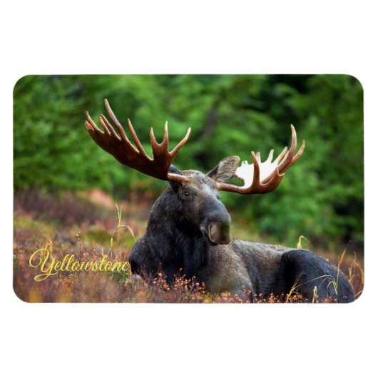 Magnet Flexible Yellowstone Magnet-Moose (Horizontal)