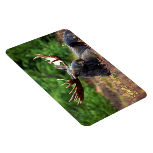 Magnet Flexible Yellowstone Magnet-Moose (Côté Droit)