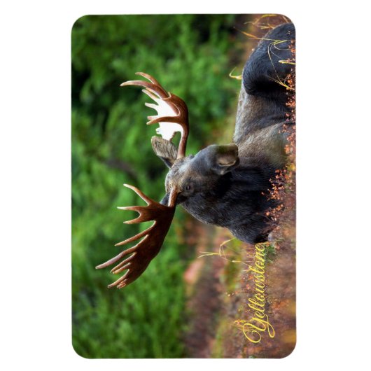 Magnet Flexible Yellowstone Magnet-Moose (Vertical)