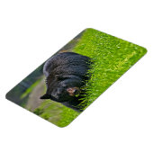 Magnet Flexible Yellowstone Magnet-Ours noir (Côté Gauche)