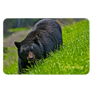 Magnet Flexible Yellowstone Magnet-Ours noir