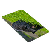 Magnet Flexible Yellowstone Magnet-Ours noir (Côté Droit)