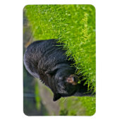 Magnet Flexible Yellowstone Magnet-Ours noir (Vertical)