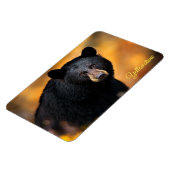 Magnet Flexible Yellowstone Magnet-Ours noir (Côté Gauche)