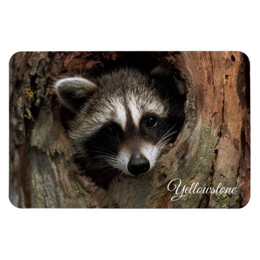 Magnet Flexible Yellowstone Magnet-Raccoon (Horizontal)