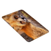 Magnet Flexible Yellowstone Magnet-Red Fox (Côté Droit)