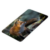 Magnet Flexible Yellowstone Magnet-Red Fox (Côté Gauche)