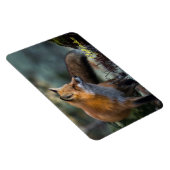 Magnet Flexible Yellowstone Magnet-Red Fox (Côté Droit)