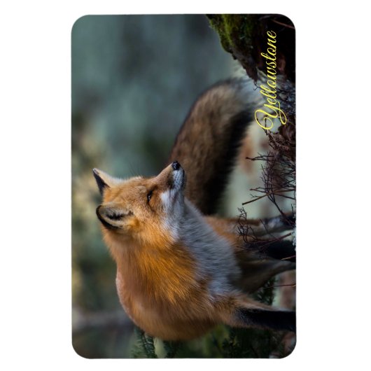 Magnet Flexible Yellowstone Magnet-Red Fox (Vertical)