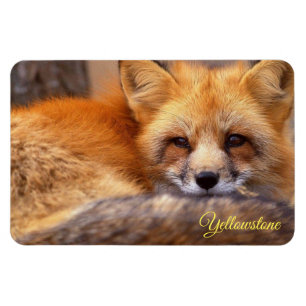 Magnet Flexible Yellowstone Magnet-Renard Rouge