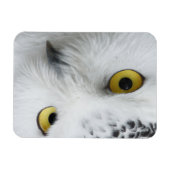 Magnet Flexible Yeux de Chouette des neiges (Horizontal)