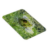 Magnet Flexible Yeux de grenouille dans un étang (Côté Droit)