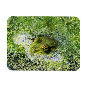 Magnet Flexible Yeux de grenouille dans un étang