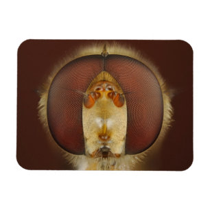 Magnet Flexible Yeux principaux et composés d'une mouche de vol
