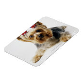 Magnet Flexible Yorkshire terrier portant des arcs rouges (Côté Gauche)