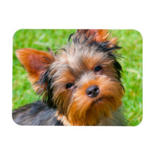 Magnet Flexible Yorkshire Terrier qui regarde vers le haut