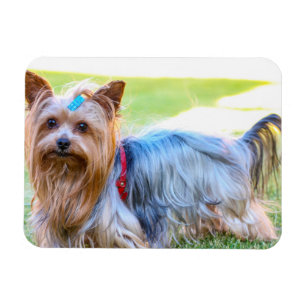 Magnet Flexible Yorkshire Terrier Yorkie race préférée