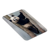 Magnet Flexible Young Panda climbing a tree, Chine (Côté Droit)