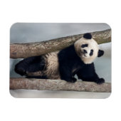 Magnet Flexible Young Panda climbing a tree, Chine (Horizontal)