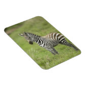 Magnet Flexible Young Zebra (Côté Droit)