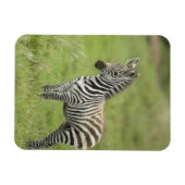Magnet Flexible Young Zebra (Horizontal)
