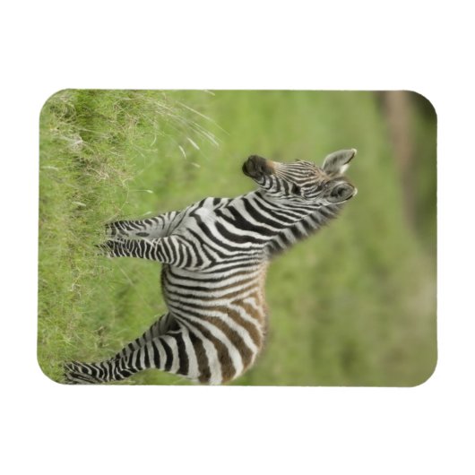 Magnet Flexible Young Zebra (Horizontal)