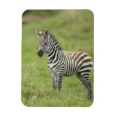 Magnet Flexible Young Zebra (Vertical)