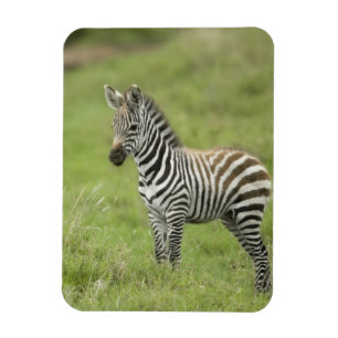 Magnet Flexible Young Zebra