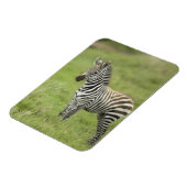 Magnet Flexible Young Zebra (Côté Gauche)