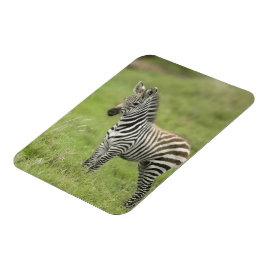 Magnet Flexible Young Zebra (Côté Gauche)